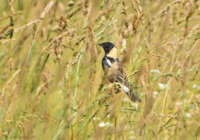 Bobolink