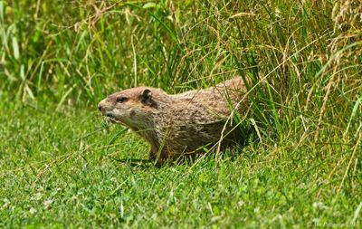 Groundhog