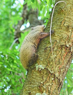 Groundhog