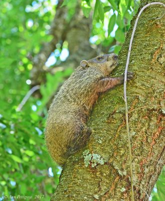 Groundhog