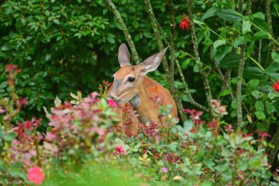 White-tailed Doe