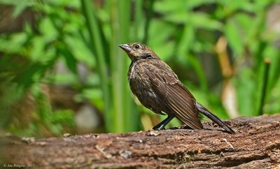 Brown-headed Cowbird - female