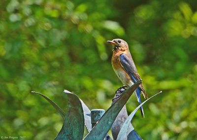 Eastern Bluebird