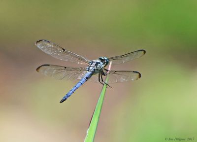 Great Blue Skimmer