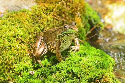 Green Frog