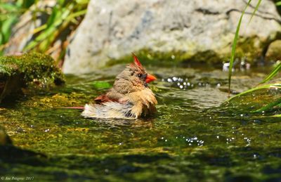 Northern Cardinal