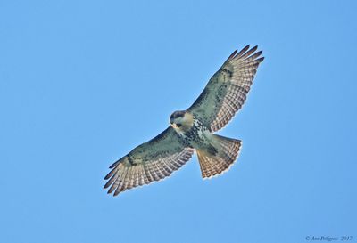 Red-tailed-Hawk---610_4866.jpg