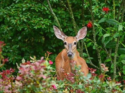 White-tailed Doe