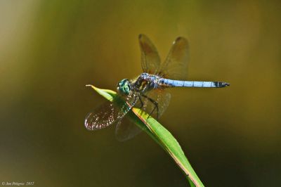 Blue Dasher - male