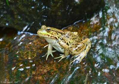 Green Frog