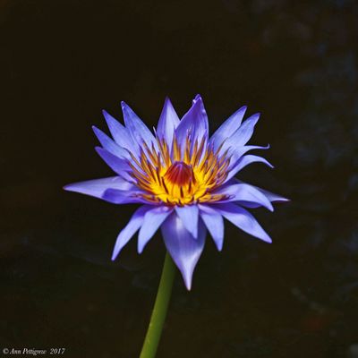 Lily