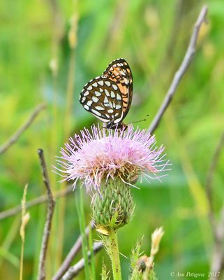 Regal Fritillary