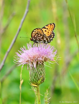 Regal Fritillary