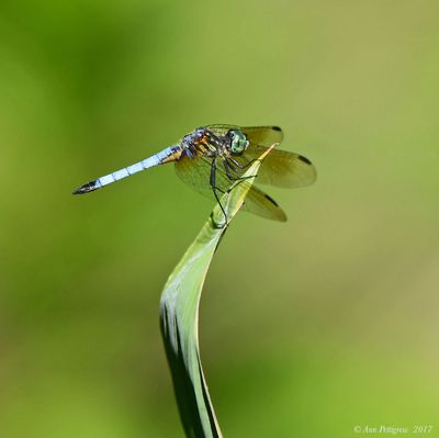 Blue Dasher