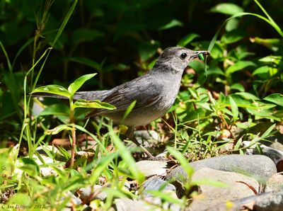 Gray Catbird
