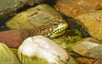 Green Frog