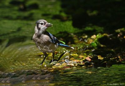 Blue Jay - juvenile
