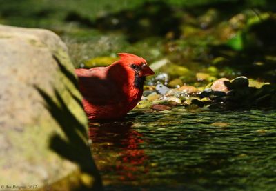 Northern Cardinal