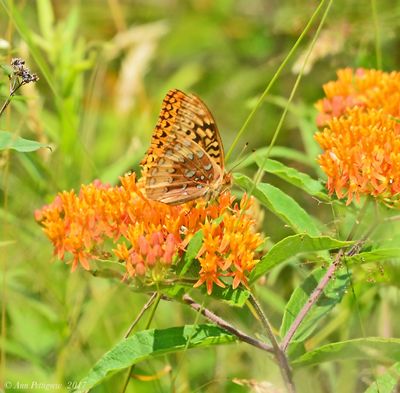 Great Spangled Fritillary