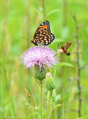 Regal Fritillary and Hummingbird Clearwing