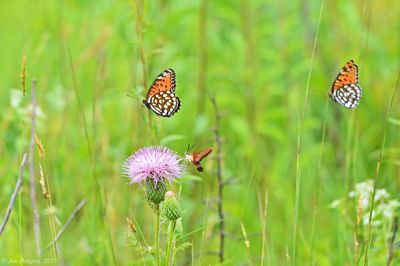 Regal Fritillary and Hummingbird Clearwing