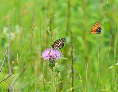 Regal Fritillary