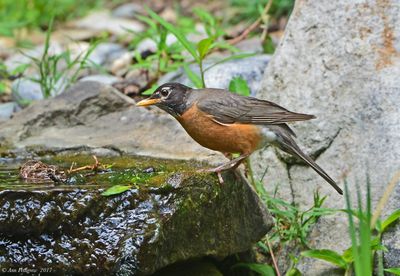 American Robin