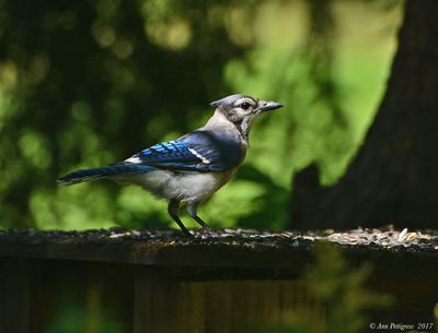 Blue Jay