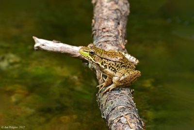 Green Frog