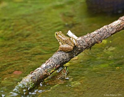 Green Frogs