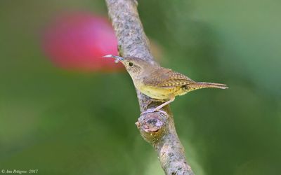 Northern House Wren