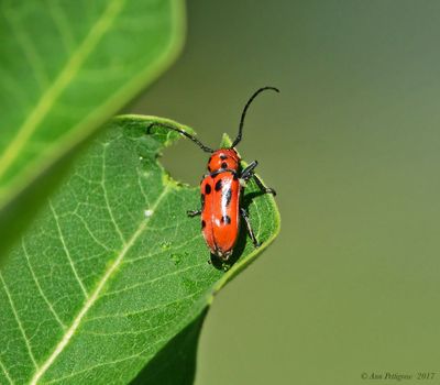 Red Milkweed Beetle