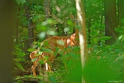 White-tailed-Deer---July--610_0673.jpg