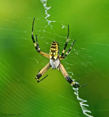 Yellow Garden Spider