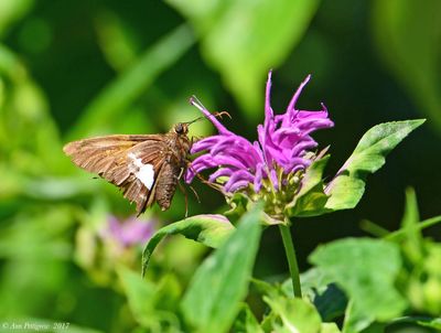 Silver-spotted Skipper on Wild Bergamot