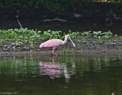 Roseate Spoonbill