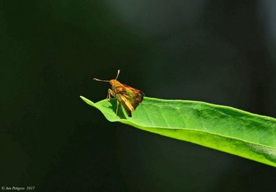 Zebulon Skipper