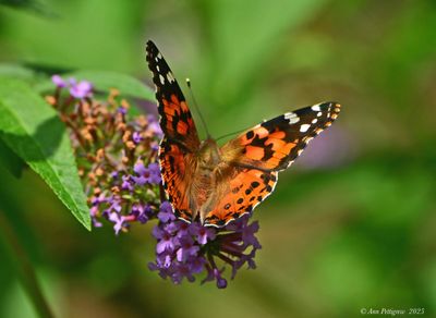 Painted Lady