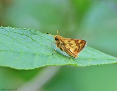Pecks Skipper
