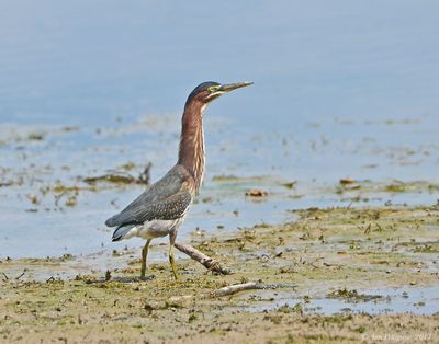 Green Heron