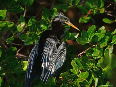 Anhingas, Cormorants, & Pelicans