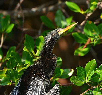 Anhinga