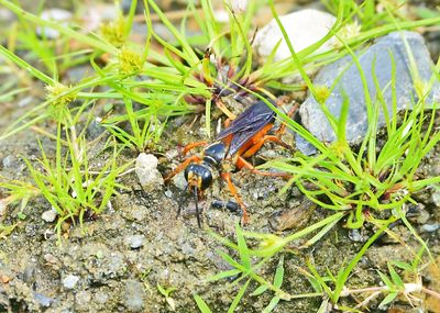 Great Golden Digger Wasp