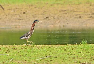 Green Heron