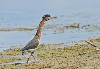 Wading Birds & Limpkins