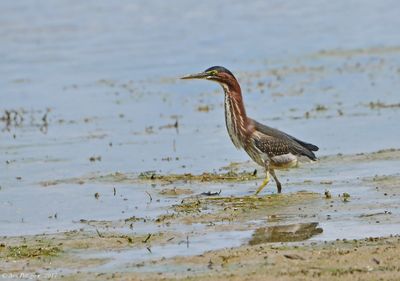 Green Heron