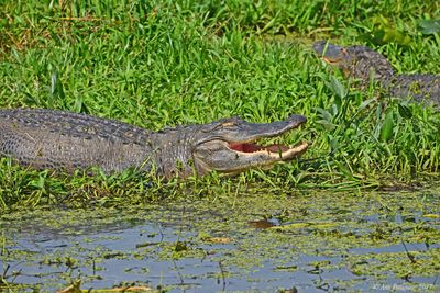 American Alligator