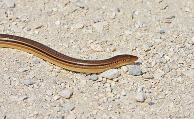 Eastern Slender Glass Lizard