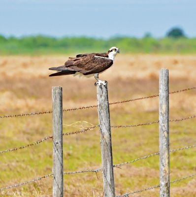 Eagles, Hawks & Falcons