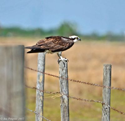 Osprey
